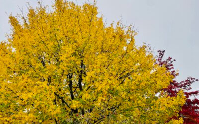 Ayurveda im Herbst