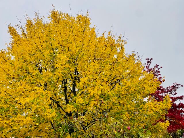 Für dein Wohlbefinden:Warum Marmatherapie wirklich wirkt Die Marmapunkte im Ayurveda sind wie leuchtende Sterne auf der Landkarte unserer Vitalität. Sie befinden sich an den Kreuzungspunkten von Nerven, Muskeln, Sehnen, Gelenken und Energiebahnen (Nadis). Insgesamt gibt es 107 Hauptpunkte, die gezielt durch sanfte Berührung oder leichte Massage stimuliert werden können, um Blockaden zu lösen und den Energiefluss im Körper zu harmonisieren.