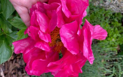 Pfingsten und Marmatherapie
