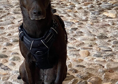 Mittelgroßer Kurzhaar-Hund mit braunen Augen schaut dich an.