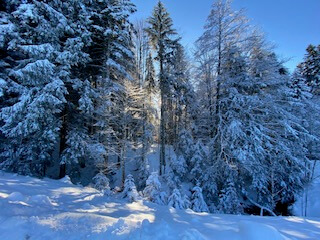 Winterlandschaft. Bäume sind dick mit Schnee bedeckt. Die Sonne glitzert zwischen den Bäumen hindurch. der Himmel ist blau. Man spürt die Kälte. Wohlbefinden im Winter